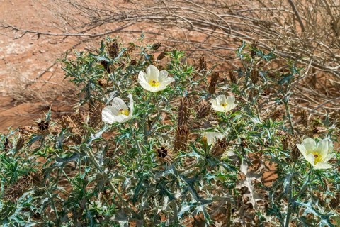 Prickly poppy (Argemone ochroleuca ochroleuca), Namib, Namibia, Africa