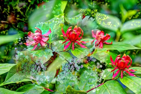 Real spice bush (Calycanthus floridus), oil painting, red flowers creative, different plants mixed,