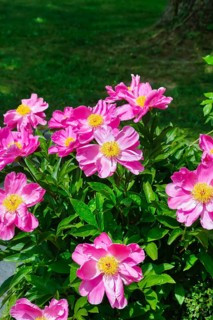 Peonies (Paeonia), peonies, pink flowers, non-double flowers, yellow pistils, green leaves,