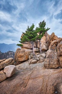 Rock with pine trees in cloudy weather. Seoraksan National Park, South Korea, Asia