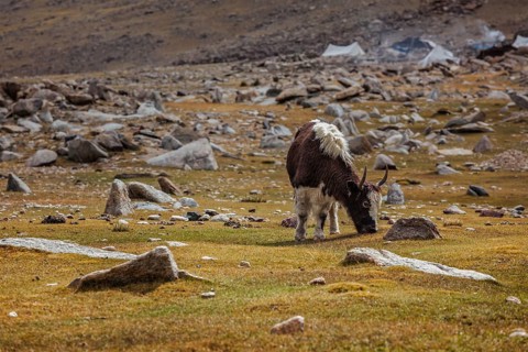 Yak calf grazing in Himalayas. Ladakh, India, Asia