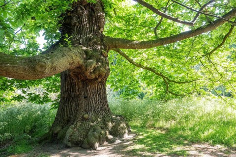 Old oak tree (Quercus), Royal Botanic Gardens (Kew Gardens), UNESCO World Heritage Site, Kew,