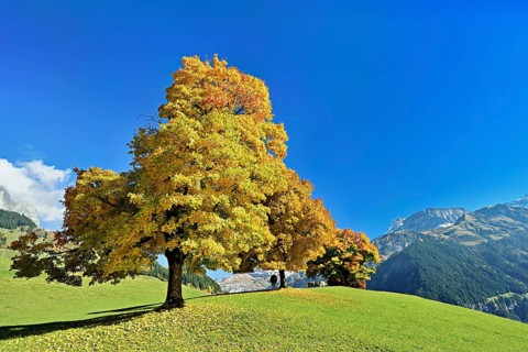 A group of sycamore maples (Acer pseudo plantanus), in autumnal colour, Canton Uri, Switzerland,