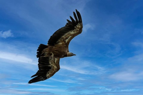 Griffon vulture (Gyps fulvus) in flight, Verdon Gorge, Provence, France, Europe