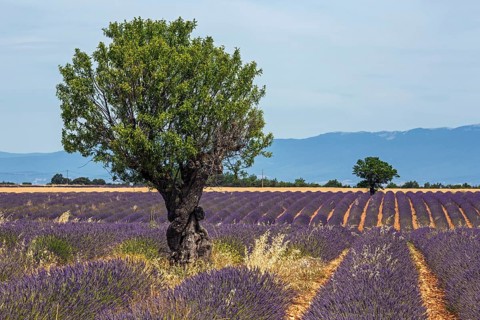 Trees in a lavender field, flowering true lavender (Lavandula angustifolia), near Puimoisson,