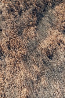 Burned Stone or Umbrella Pines (Pinus pinea) after a forest fire, aerial view, drone shot, Sierra