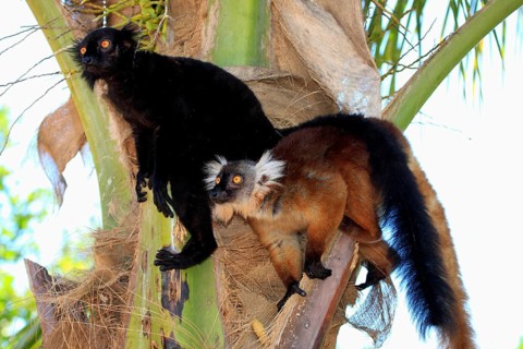 Black lemurs (Eulemur macaco), pair, Nosy black lemur, Madagascar, Africa