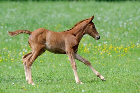 English thoroughbred, foal, lateral