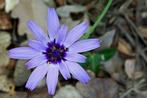 Mountain lettuce, blue lettuce (Lactuca perennis), blue lettuce in flower