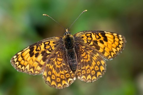 Brush-footed butterfly (Nymphalidae), Other animals, Insects, Butterflies, Animals, Glanville