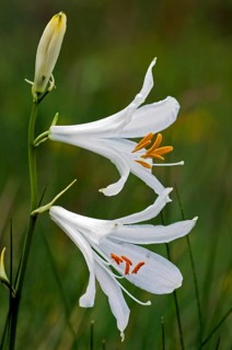 White funnel lily (Paradisea liliastrum), White paradise lily, Alpine paradise lily, Affodil