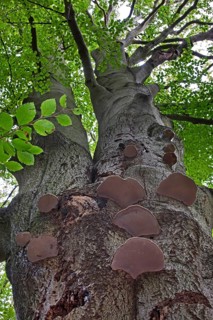 Tinder fungi (Fomes fomentarius) (Polyporus fomentarius) growing on tree trunk in forest