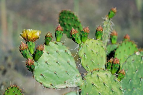 Engelmann's prickly pear (Opuntia engelmannii), cow's tongue cactus, Texas prickly pear in flower
