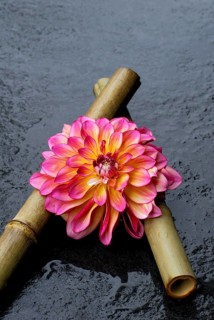Dahlia 'Carribean Fantasy' on bamboo cane (Dahlia hybrida)