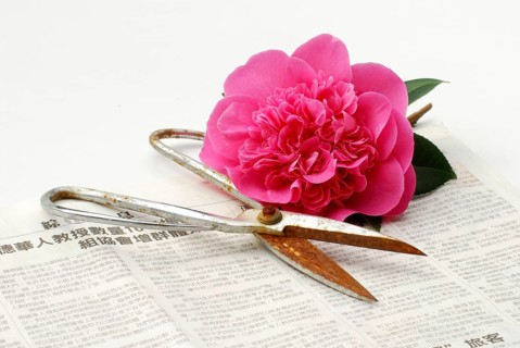 Camellia blossom (Camellia japonica) and scissors on newspaper (Theaceae), Camellia
