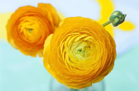 Persian Buttercup (Ranunculus asiaticus) buttercup, buttercup, buttercup