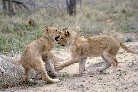African Lions (Panthera leo), cubs, Sabi Sand Game Reserve, South Africa, cub, Africa