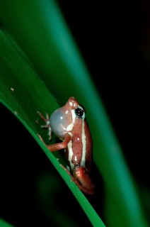 Poison Arrow Frog, calling (Epipedobates tricolor) (Dendrobates tricolor)
