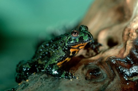 Oriental Fire-bellied Toad (Bombina orientalis)