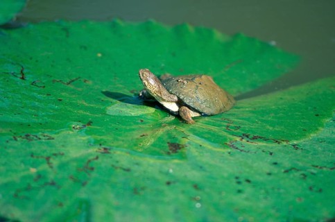 Helmeted Turtle (Pelomedusa subrufa), South_Africa