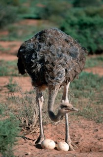 South african ostrich (Struthio camelus australis), female at nest with eggs, South Africa, Africa