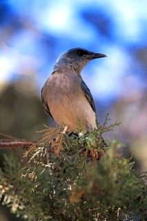 Gray-breasted Jay, Sonora Desert, Arizona, USA (Aphelocoma ultramarina), Mexican Jay