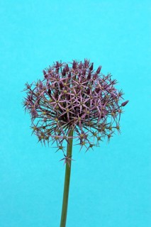 Star of Persia (Allium christophii)