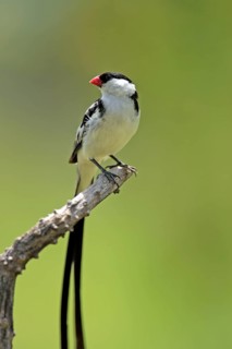 Pintailed Whydah, male, Sabie Sand Game Reserve, South Africa (Vidua macroura)