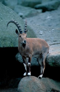 Nubian ibex, male (Capra ibex nubiana), asia, mammals, ungulates (cloven-hoofed animals), wild