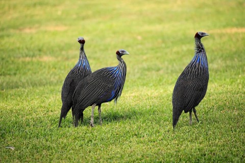 Vulturine Guineafowls (Acryllium vulturinum)