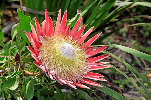 King protea (Protea cynaroides), Betty's Bay, South Africa, Africa