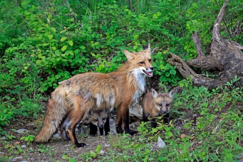 American red fox (Vulpes vulpes fulva), female and young, 10 american red fox