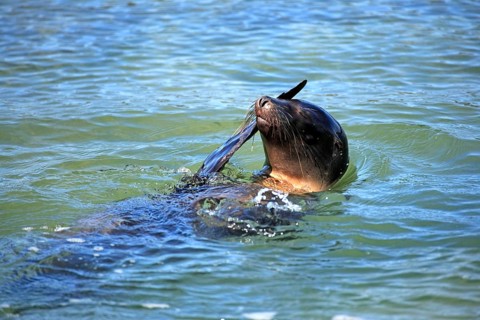 Galapagos sea lion, Galapagos Islands, Ecuador (Zalophus californianus wollebaeki)