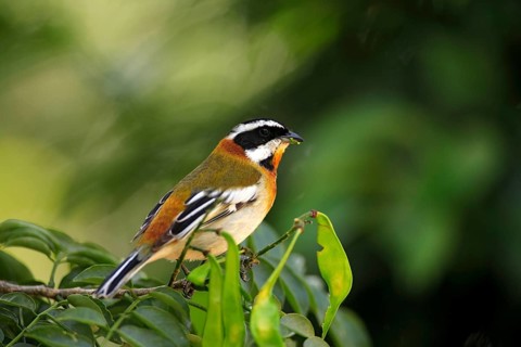 Western Spindalis, male, Cayman Islands (Spindalis zena), side