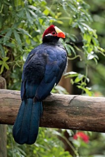 Violet turaco (Musophaga violacea), Purple Plantain Eater, Cuckoos