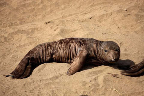 Young northern elephant seal (Mirounga angustirostris), California, USA, North America