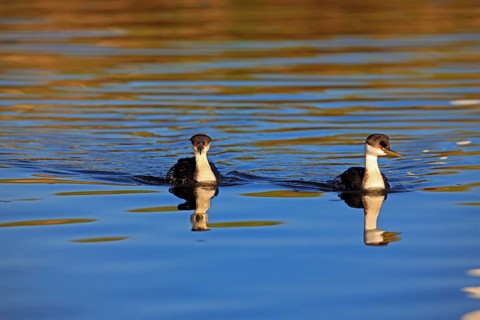 Western grebe (Aechmophorus occidentalis), California, grebe, USA, North America