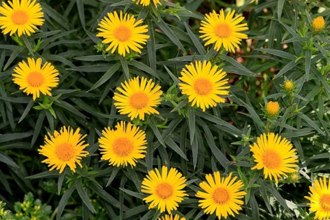 Dwarf Swordleaf (Inula ensifolia)
