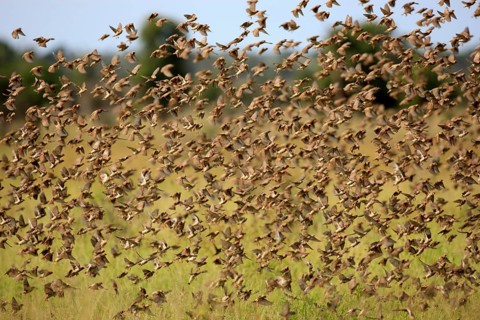 Red-billed quelea (Quelea quelea), Kruger National Park, red-billed quelea