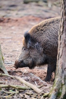 Wild boar (Sus scrofa) in a forest, portrait, Bavaria, Germany Europe