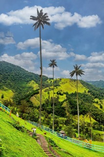 Wax palms largest palms in the world, Cocora valley, Unesco site coffee cultural landscape,