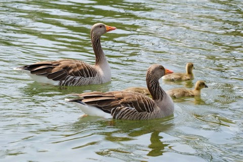 Two greylag geese (Anser anser) with chicks on Lake Vienenburg, Vienenburg, Goslar, Harz, Lower