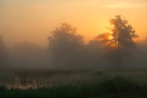 Backlit foggy atmosphere in the morning at an oxbow lake, Middle Elbe Biosphere Reserve,