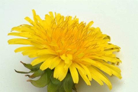 Common dandelion (Taraxacum) Ruderalia, Taraxacum officinale, medicinal plant, the most important