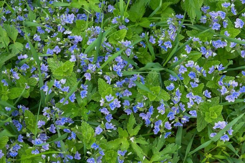 Blossoms of germander speedwell (Veronica chamaedrys), Bavaria, Germany, Europe