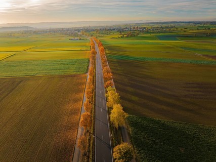 Aerial view of an avenue at sunrise in autumn, Herrenberg, Germany, Europe