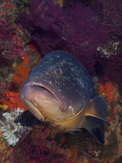 Dusky grouper (Epinephelus marginatus) (Mycteroperca marginatus) and violescent sea-whip
