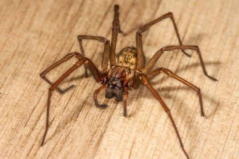 House angle spider (Tegenaria domestica) on the floor, Baden-Württemberg, Germany, Europe