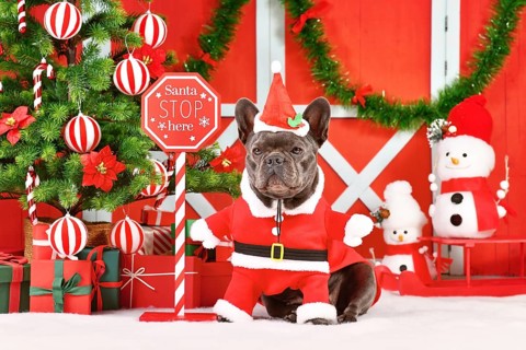 French Bulldog wearing Santa Claus dog costume next to seasonal decorations with Christmas tree
