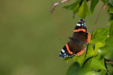 Red admiral (Vanessa atalanta) butterfly adult resting on an Ivy (Hedera helix) leaf, Suffolk,